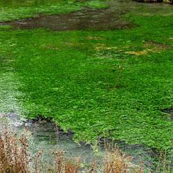 La Fuentona de Muriel de la Fuente, nacimiento del río Abión